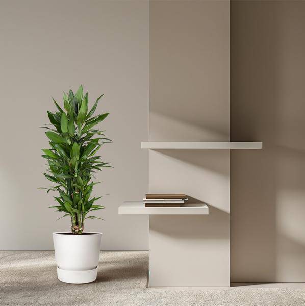 Drachenbaum – Dracaena Janet Lind 110cm – Ø27cm – Elegante Zimmerpflanze mit glänzend dunkelgrünen Blättern – Plant