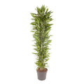 Drachenbaum Zimmerpflanze Ø40cm ↕210cm – pflegeleichte Grünpflanze für Wohnzimmer, Büro & helle Standorte kaufen – Plant