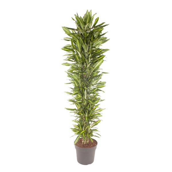 Drachenbaum Zimmerpflanze Ø40cm ↕210cm – pflegeleichte Grünpflanze für Wohnzimmer, Büro & helle Standorte kaufen – Plant