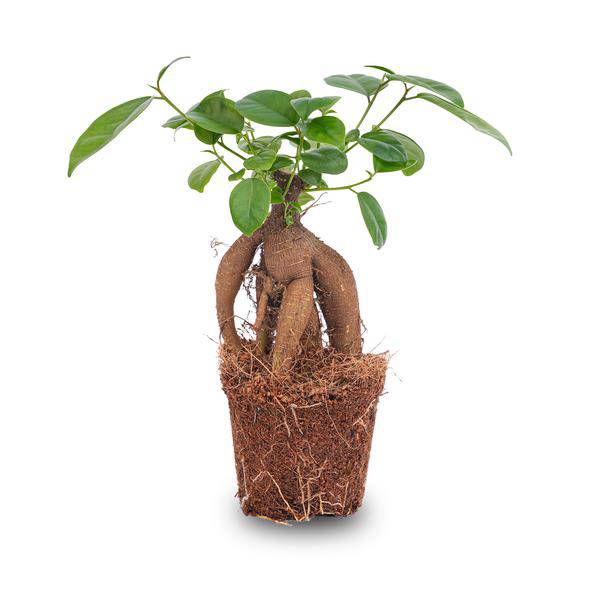 Chinesische Feige – Ficus microcarpa Ginseng – Ø9cm – Bonsai – Zimmerpflanze – Dekorativer Kleinbaum für Zuhause & Büro – Plant