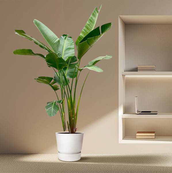 Strelitzia Augusta – Baum – Strelitzie XXL – Weißer Paradiesvogel – 250cm hoch – Ø38cm – Zimmerpflanze mit großen Fächerblättern – Plant