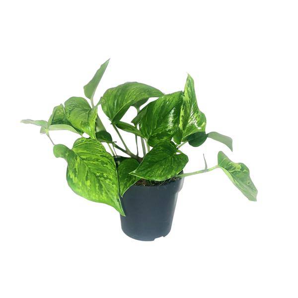 Efeutute Scindapsus Pictus Trebie – Zimmerpflanze im Ø12 cm Topf – ca. 20 cm hoch – Herzförmige Blätter mit silbernen Mustern – Pflegeleicht & luftreinigend – Plant