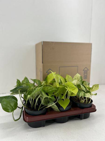 Efeutute – Epipremnum Mix – 6 Pflanzen – Ø12cm – Höhe ca. 15cm – Pflegeleichte Zimmerpflanzen – Rank – Plant