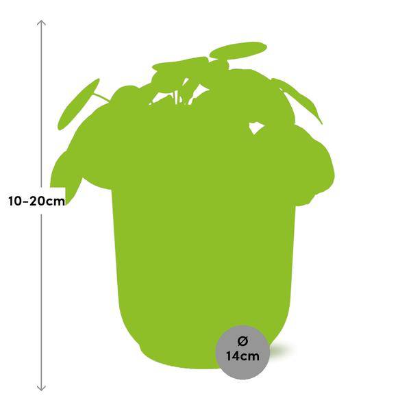 Chinesischer Geldbaum Pilea Peperomioides Zimmerpflanze Ø14cm – pflegeleichte Grünpflanze für Wohnzimmer, Büro & helle Standorte kaufen – Plant