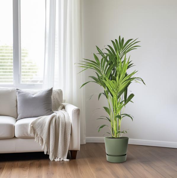 Kentiapalme Howea Forsteriana – Ø21cm – ↕130cm – Pflegeleichte Zimmerpalme mit luftreinigend – Plant