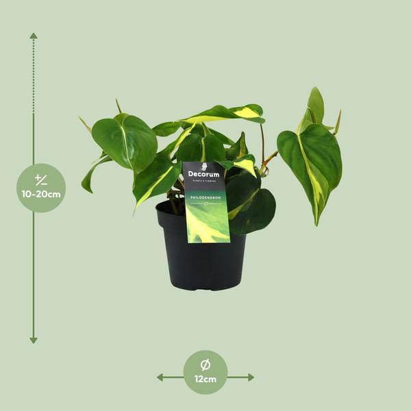 Baumfreund – Philodendron Brasil Scandens – Zimmerpflanze – Ø12cm – ca. 20cm hoch – pflegeleichte Kletterpflanze für Wohnung, Büro & Innenräume – Plant