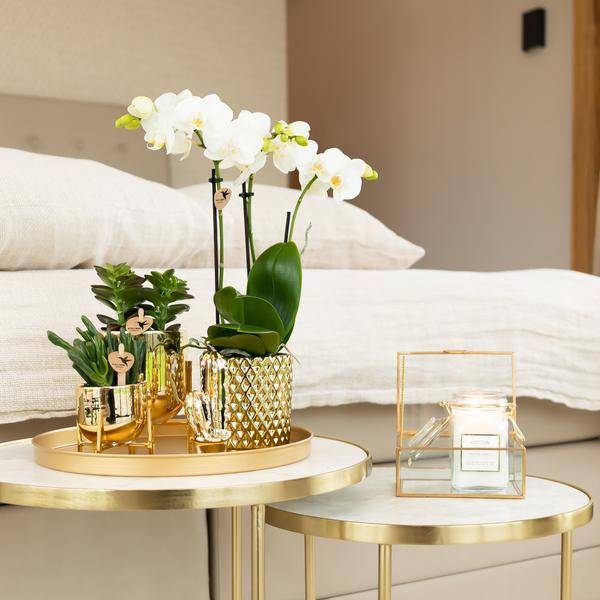 Weiße Phalaenopsis – Orchidee Amabilis + Diamant – Dekotopf gold Zimmerpflanze Ø9cm ↕40cm – blühende Orchidee für Wohnzimmer, Büro & helle Standorte – Plant