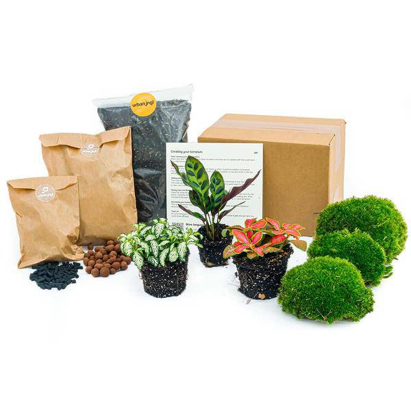 Flaschengarten Set Calathea Lancifolia – pflegeleichter Flaschengarten im Glas, Pflanzen Terrarium für Wohnzimmer & Büro – Plant