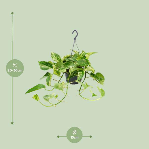 Efeutute Marble Queen – Epipremnum Scindapsus – Ø15cm x H25cm – Zimmerpflanze mit weiß – grüner Blattmusterung – Pflegeleicht – Für hellen Standort – Plant