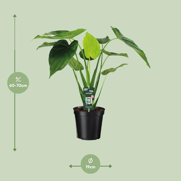 Alocasia Cucullata – Elefantenohr – Ø19cm x H55cm – Tropische Zimmerpflanze mit großen grünen Blättern – Pflegeleicht & dekorativ – Plant