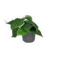 Philodendron Scandens – Baumfreund – Zimmerpflanze – Ø12cm – ↕15-20cm Höhe – Pflegeleicht – Luftreinigend – Halbschatten – Plant