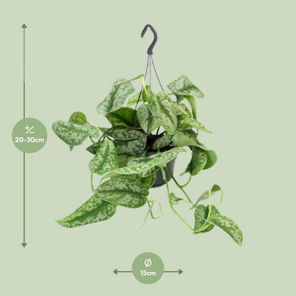 Gefleckte Efeutute Scindapsus Pictus Trebie Zimmerpflanze Ø15cm ↕25cm – pflegeleichte Grünpflanze für Wohnzimmer, Büro & helle Standorte kaufen – Plant