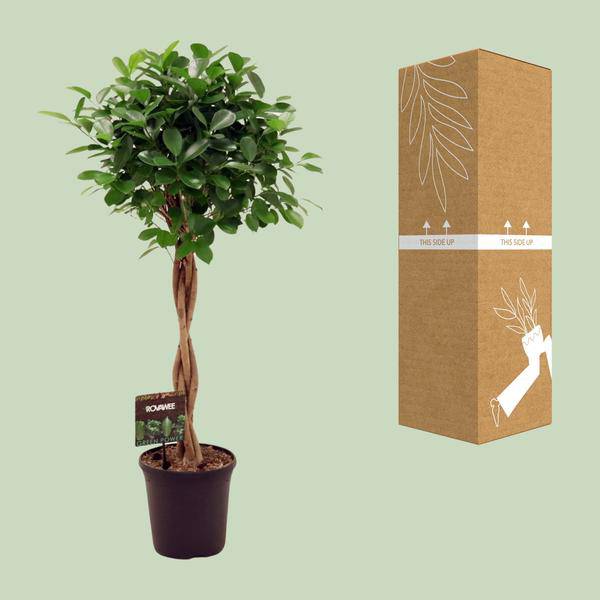 Chinesische Feige – Ficus Microcarpa Moclame – Ø23cm – ↕110cm – Elegante Zimmerpflanze mit dichtem, grünem Laub – Pflegeleichter Ficus für Wohnzimmer, Büro & Wintergarten – Plant