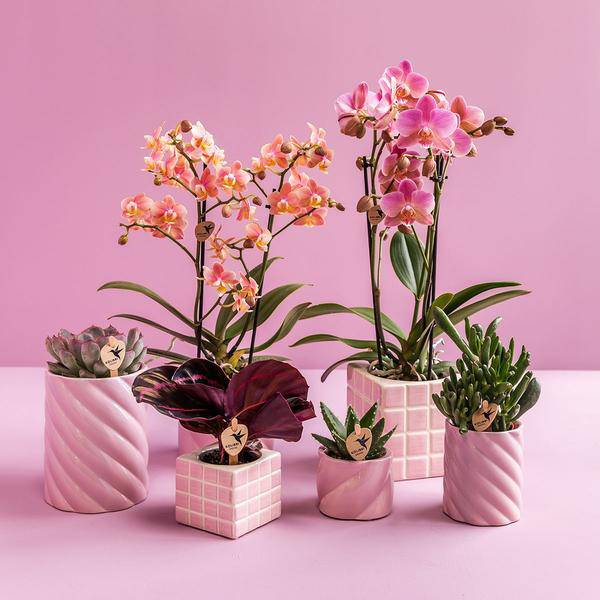 Candy Dekotopf Rosa – Ø6cm – Runder Keramik Blumentopf – Mini Blumentopf für Orchideen & kleine Zimmerpflanzen – Dekoration für Zimmer & Büro – Plant