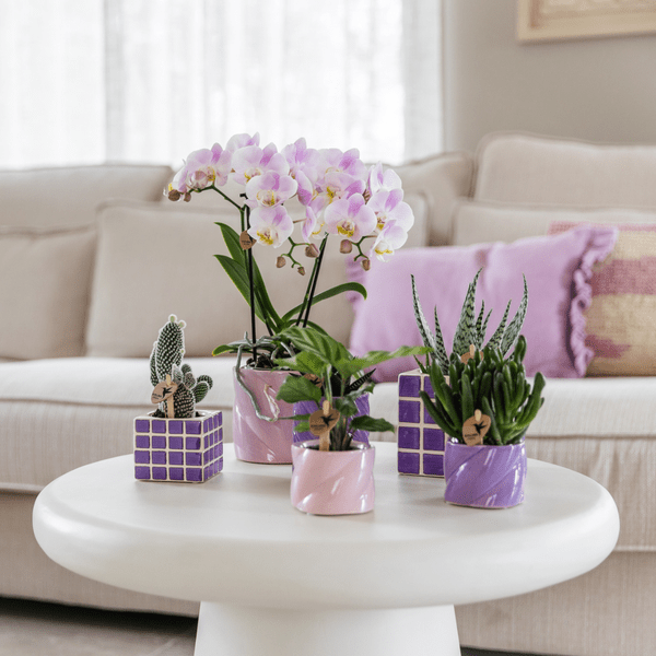 Calathea – Korbmarante – Zimmerpflanze Ø6cm – Luftreinigende tropische Blattschmuckpflanze mit auffälligem Blattmuster – Plant
