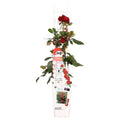 Rose Crazy in Love Red Rote Edelrose Ø15cm ↕65cm – hochwertiges Produkt für Pflanzen, Garten, Zuhause, Dekoration & moderne Einrichtung – Plant