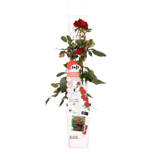 Rose Crazy in Love Red Rote Edelrose Ø15cm ↕65cm – hochwertiges Produkt für Pflanzen, Garten, Zuhause, Dekoration & moderne Einrichtung – Plant