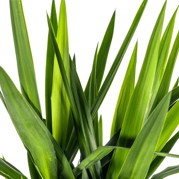 Riesen – Palmlilie Yucca Elephantipes Zimmerpflanze Ø27cm ↕160cm – pflegeleichte Grünpflanze für Wohnzimmer, Büro & helle Standorte kaufen – Plant