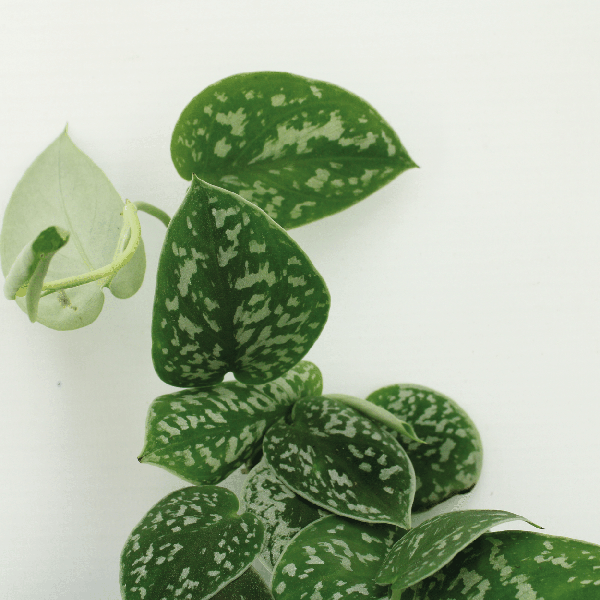 Efeutute Scindapsus pictus Epipremnum Zimmerpflanze Ø12cm – pflegeleichte Grünpflanze für Wohnzimmer, Büro & helle Standorte kaufen – Plant