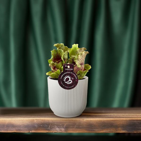 Schlauchpflanze Sarracenia Zimmerpflanze Ø12cm ↕20cm – pflegeleichte Grünpflanze für Wohnzimmer, Büro & helle Standorte kaufen – Plant