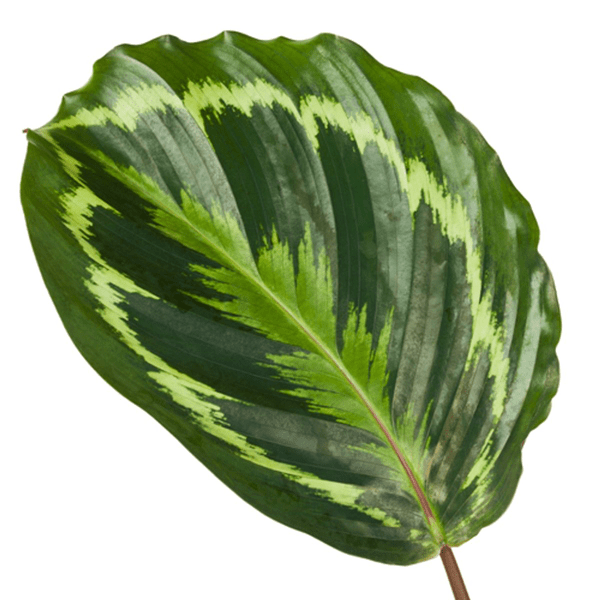 Calathea Medaillon – Korbmarante – Zimmerpflanze mit dekorativen Blättern – Ø19cm – Höhe ca. 80cm – Luftreinigende tropische Pflanze – Plant