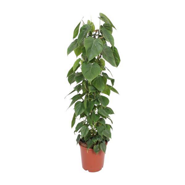 Baumfreund Philodendron Scandens Zimmerpflanze Ø24cm ↕120cm – pflegeleichte Grünpflanze für Wohnzimmer, Büro & helle Standorte kaufen – Plant