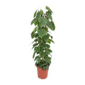 Baumfreund Philodendron Scandens Zimmerpflanze Ø24cm ↕120cm – pflegeleichte Grünpflanze für Wohnzimmer, Büro & helle Standorte kaufen – Plant