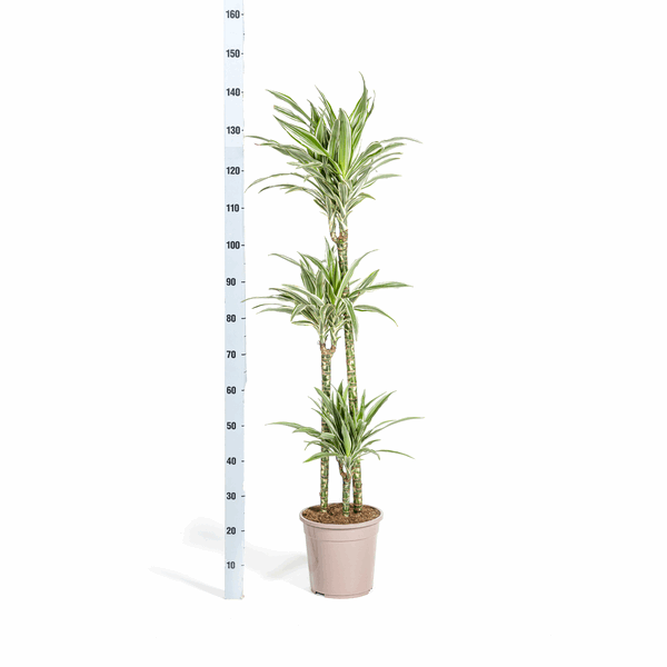 Dracaena Deremensis White Stripe – Drachenbaum – Ø24cm – ↕130-150cm – Elegante Zimmerpflanze mit weißen Blattstreifen – Pflegeleicht & luftreinigend – Plant