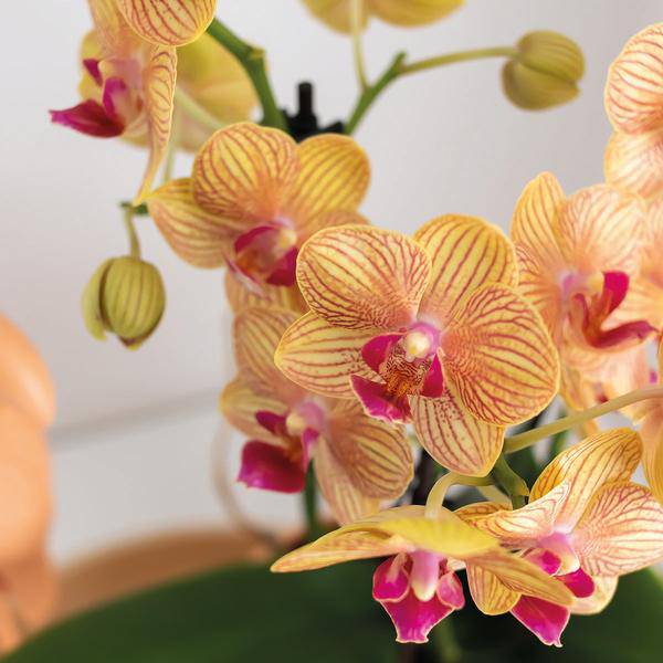 Phalaenopsis Orchidee Orange mit Grünpflanze im Candy Ziertopf auf weißem Bio – Tablett – Zimmerpflanzen Set – Geschenkidee – Dekoration – Plant