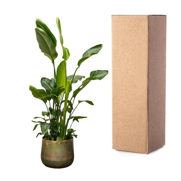 Strelitzia Nicolai – Baumstrelitzie – Zimmerpflanze 250cm – Ø40cm – Weißer Paradiesvogel mit großen grünen Blättern – Plant
