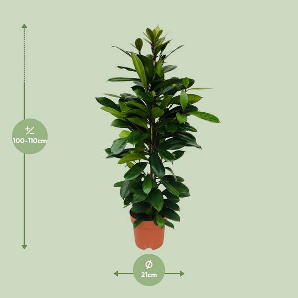 Afrikanischer Feigenbaum Ficus Cyathistipula Zimmerpflanze Ø21cm ↕105cm – pflegeleichte Grünpflanze für Wohnzimmer, Büro & helle Standorte kaufen – Plant