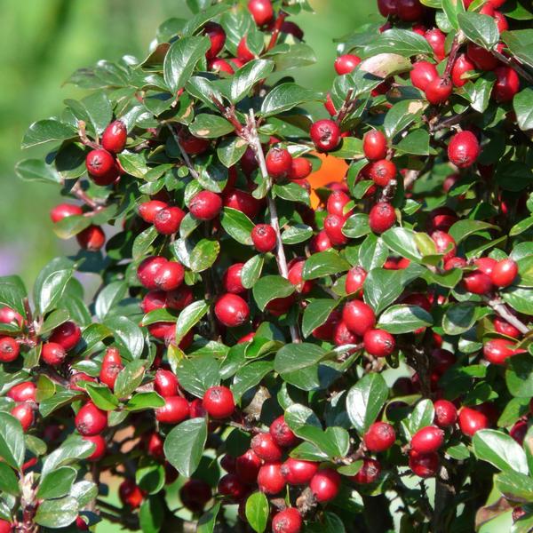 Teppichmispel Cotoneaster dammeri 'Major' – ↕25cm – Ø9cm – Bodendecker – Blühend & pflegeleicht – Sonne & Schatten – Plant