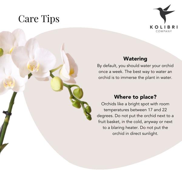 Phalaenopsis Orchidee Weiß – Amabilis – Ø9cm x H40cm – Le Chic Deko – Topf Silber – Blühende Zimmerpflanze mit 2-3 Zweigen – Plant