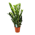 Glücksfeder Zamioculcas Zamiifolia Zimmerpflanze Ø21cm ↕95cm – pflegeleichte Grünpflanze für Wohnzimmer, Büro & helle Standorte kaufen – Plant