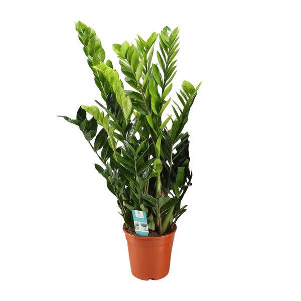Glücksfeder Zamioculcas Zamiifolia Zimmerpflanze Ø21cm ↕95cm – pflegeleichte Grünpflanze für Wohnzimmer, Büro & helle Standorte kaufen – Plant