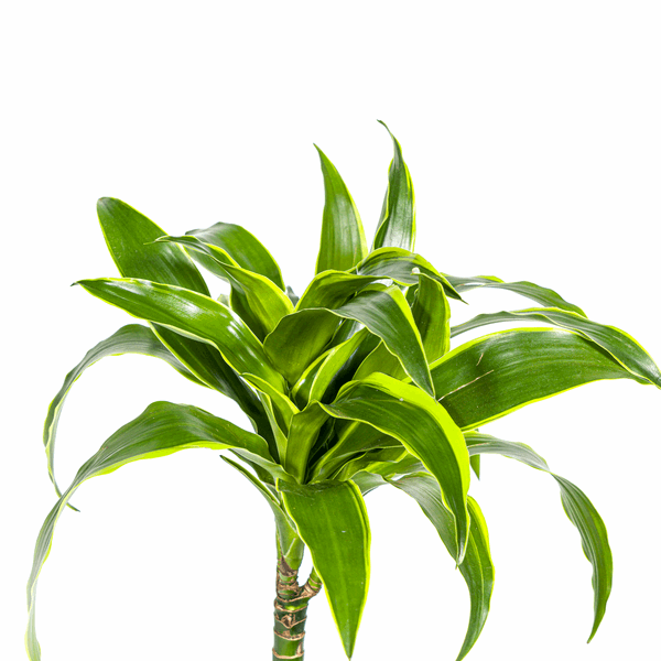Dracaena deremensis ‘Dorado’ – Drachenbaum – Zimmerpflanze Ø19cm – 70–90cm hoch – Pflegeleichte Grünpflanze mit dunkelgrünen Blättern & gelbem Rand – Luftreinigend – Plant