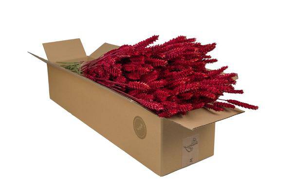 Getrocknete Blumen – Weizen (Triticum) – Rot – 4 Sträuße – ↕60cm – Trockenblumensträuße – Langlebig & pflegeleicht – Plant
