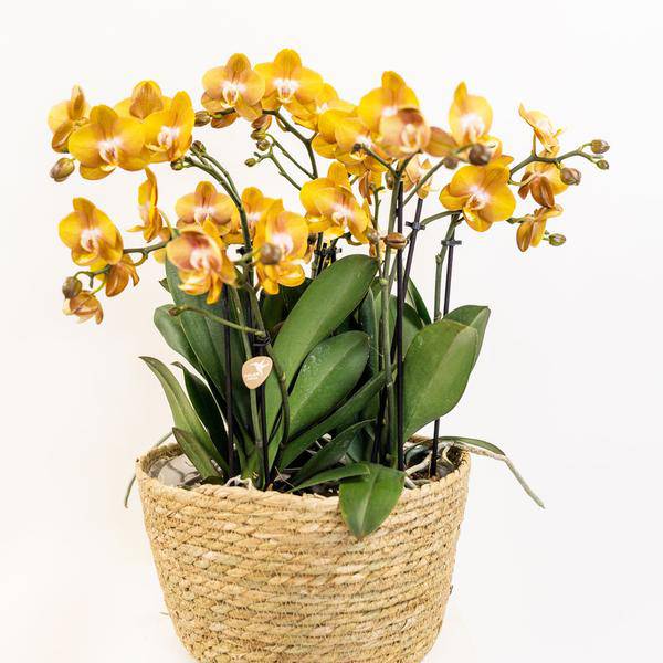 Einlage mit Wasserreservoir für Orchideenschale – Bewässerungssystem für Orchideen – 1x12cm + 2x9cm Töpfe – inkl. WaterWicks – Ø25cm – Plant