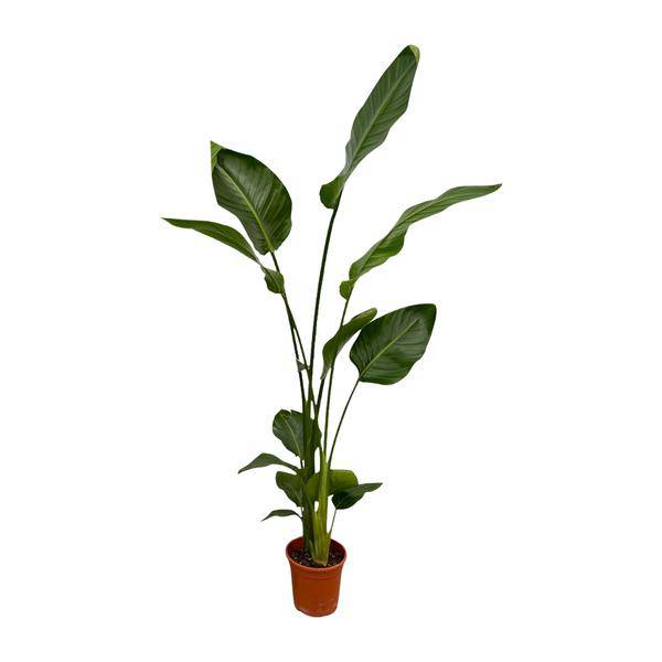 Strelitzia Nicolai – Baum-Strelitzie – 2 Pflanzen – Zimmerpflanzen ca. 130cm – ø17cm – Weißer Paradiesvogel – Tropische XL-Grünpflanzen für Wohnzimmer, Büro & Wintergarten – Plant