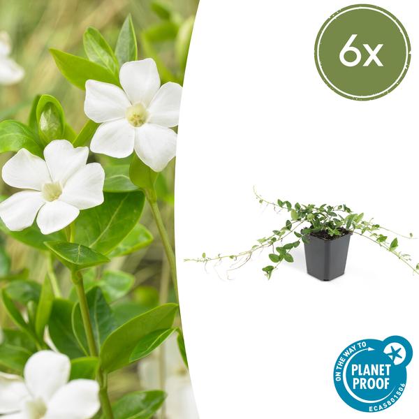 Immergrün – Vinca minor 'Alba' – ↕10-25cm – Ø9cm – Bodendecker mit weißen Blüten – Pflegeleicht & sonnig/schattig – Plant