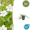Immergrün – Vinca minor 'Alba' – ↕10-25cm – Ø9cm – Bodendecker mit weißen Blüten – Pflegeleicht & sonnig/schattig – Plant