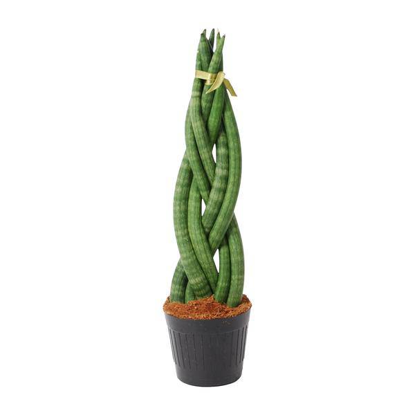 Sansevieria cylindrica Twist – Bogenhanf – pflegeleichte Zimmerpflanze – luftreinigend – ↕40cm – Ø10,5cm – Plant