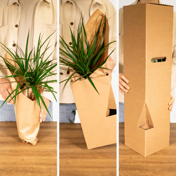 Überraschungsbox Zimmerpflanzen Ø12cm ↕25cm – pflegeleichtes Pflanzen Set für Urban Jungle, Fensterbank, Wohnzimmer & Büro – Plant