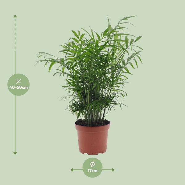 Mexikanische Bergpalme Chamaedorea Elegans Zimmerpflanze Ø17cm ↕50cm – tropische Grünpflanze für Wohnzimmer, Büro & helle Standorte kaufen – Plant