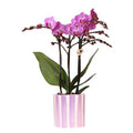 Phalaenopsis Orchidee Vienna – Lila – inkl. Painted Stripe Topf Lilac Ø9cm – Blühende Zimmerpflanze mit 2-3 Stielen – Edle Deko – Orchidee – Topf – Plant