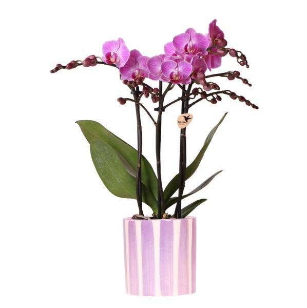 Phalaenopsis Orchidee Vienna – Lila – inkl. Painted Stripe Topf Lilac Ø9cm – Blühende Zimmerpflanze mit 2-3 Stielen – Edle Deko – Orchidee – Topf – Plant