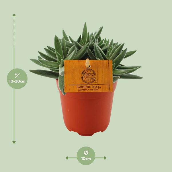 Sukkulente Crassula Tenelli Zimmerpflanze Ø11cm ↕15cm – pflegeleichte Sukkulente für Wohnzimmer, Büro & helle Standorte kaufen – Plant