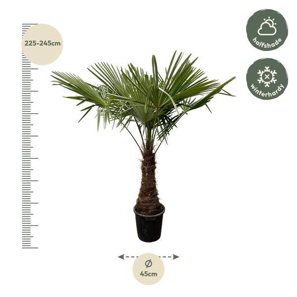 Hanfpalme Gartenpflanze Ø45cm ↕240cm – winterharte Pflanze für Garten, Balkon, Terrasse, Kübel & Beet online kaufen – Plant