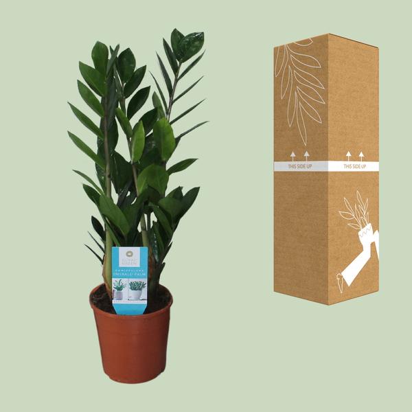 Glücksfeder Zamioculcas Zamiifolia Zimmerpflanze Ø14cm ↕55cm – pflegeleichte Grünpflanze für Wohnzimmer, Büro & helle Standorte kaufen – Plant