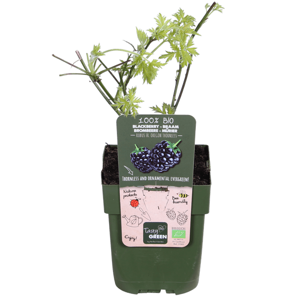 Dornenlose Bio Brombeere – Rubus fruticosus ‘Dornenlos Immergrün’ – Ø13cm – ca. 45cm hoch – Süße & vitaminreiche Früchte – winterharte Kletterpflanze – Plant